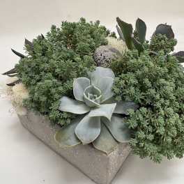 Succulent Garden
