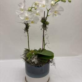 Summer Breeze double orchid