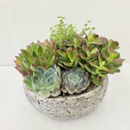 Medium Succulent Garden