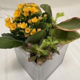 Mini Tropical Planter