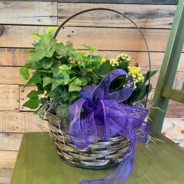 Basket planter with ivy, yellow flowers, and a purple ribbon