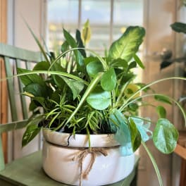 Potted green houseplant in a white ceramic bowl with a rope bow