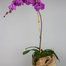 Wood Orchids