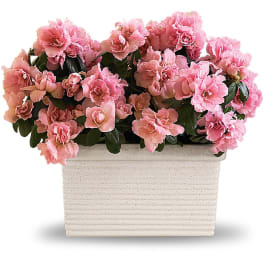 Pink flowers arranged in a rectangular white planter