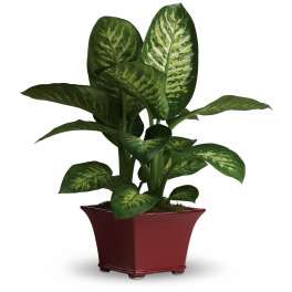Potted variegated green houseplant in a red planter