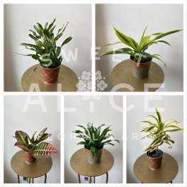 Five potted houseplants arranged on small round tables