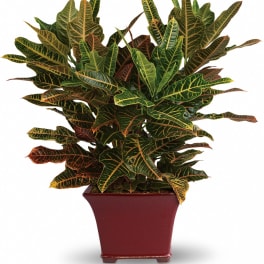 Stately Croton - T106-2A
