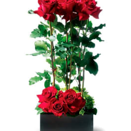 Scarlet Splendor Roses - TF-WEB79