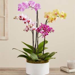 Orchid Jewel Garden