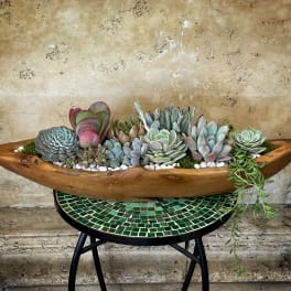 Boat Succulents