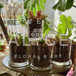 Assorted Carnivorous Plants