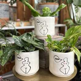 Three potted houseplants in white illustrated ceramic pots