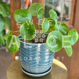 Blue Sky Pilea