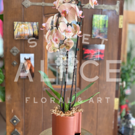 Pretty in Peach Potted Orchid