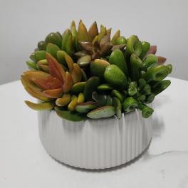 Succulent life