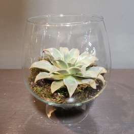 Plants: Succulent Terrarium - Calm