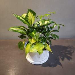 Plants: Eggshell