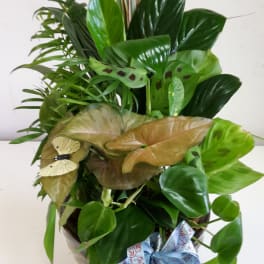 A potted green foliage arrangement with a decorative bow