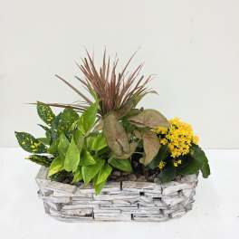 Calming Dishgarden