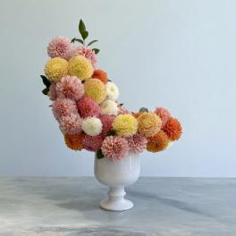 Starburst Dahlia