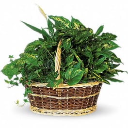 Lush mixed green houseplants arranged in a woven wicker basket with handle