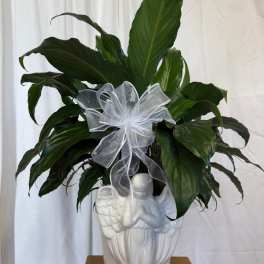 Potted green plant in a white angel-shaped ceramic planter with a silver bow