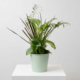 4” Combination Green Plant