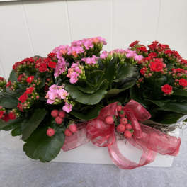 Potted kalanchoe plants with pink and red blooms and a pink ribbon