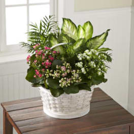 Potted flowering plant arrangement in a white wicker basket