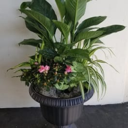 Large potted plant arrangement with pink blooms in a black pedestal planter