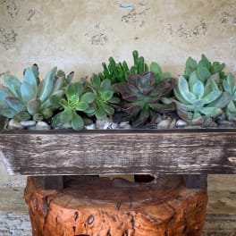 Wood Box Succulents