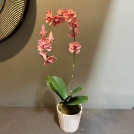 Pink orchid plant in a white pot with broad green leaves