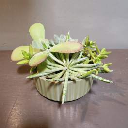 Plants: Succulent Garden - Green Fields