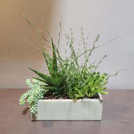 Plants: Succulent Garden - Whispering Wishes