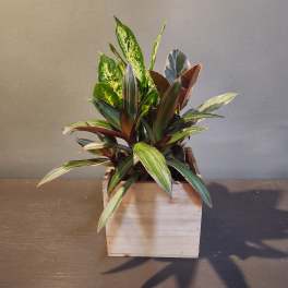 Plants: Mindful Moments Garden
