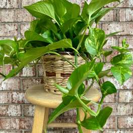 Potted pothos plant in a woven basket on a stool
