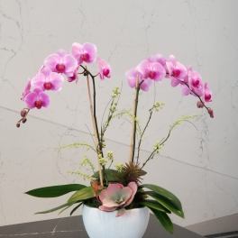 Pink orchid arrangement in a white bowl vase with succulent accents