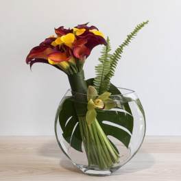 Magic Calla