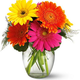 Bright gerbera daisies in a clear glass vase