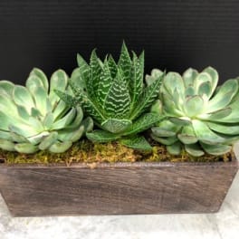 Three succulents arranged in a rectangular wooden planter