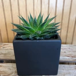 Potted succulent in a black square planter