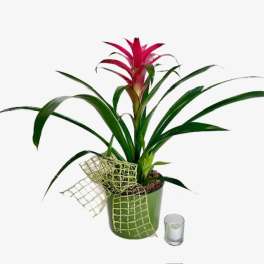Potted bromeliad with a pink flower spike and a small candle beside it