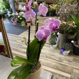 Potted pink orchid with several blooms in a tan ceramic pot