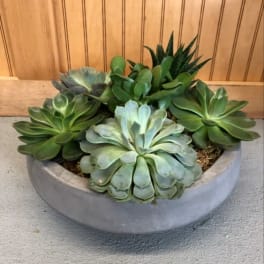 Potted succulent arrangement in a round gray planter