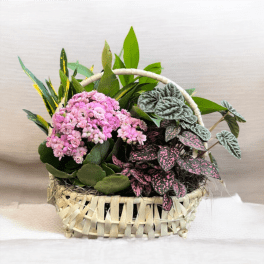 Dish Garden IG-007