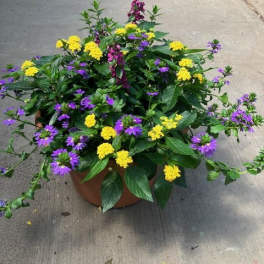 Potted arrangement of purple and yellow flowers in a terracotta container