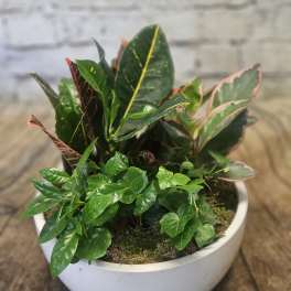 Potted croton and ivy arrangement in a white bowl planter