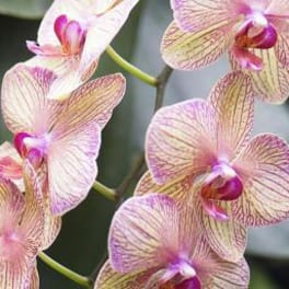 Pink and cream orchid blooms with purple centers