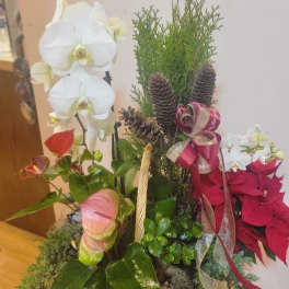 Basket arrangement with white orchids, red poinsettias, pinecones, and ribbon
