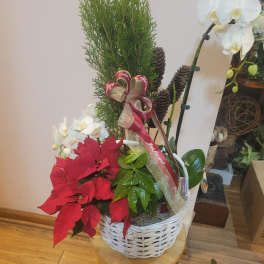 Potted holiday arrangement with red poinsettias, white orchids, and pinecones in a white basket